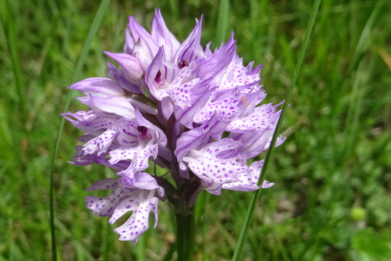 Neotinea tridentata - Cadine (TN)